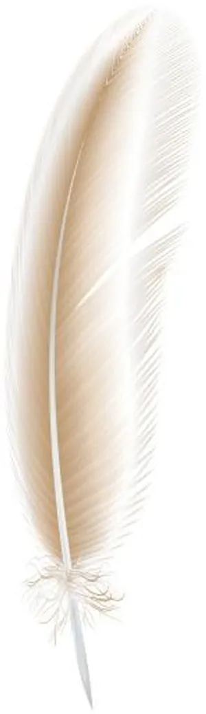 羽毛PNG图片免抠