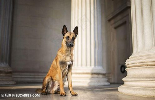 高清石柱前面的狼狗摄影图片