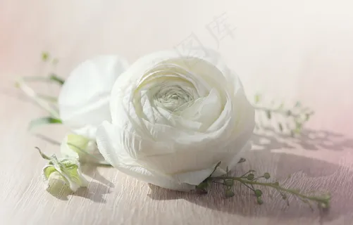白色毛莨花图片 白色毛莨花图片