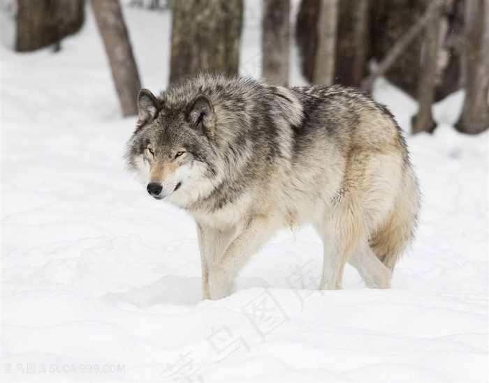 目光锐利的狼图片