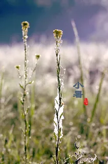 小暑二十四节气图片 小暑二十四节气图片