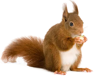 实拍松鼠PNG免扣素材