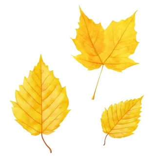 黄色的叶子免抠