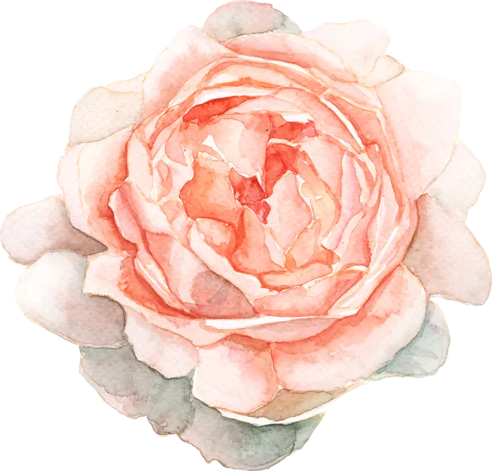玫瑰花粉色