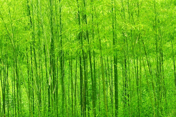 绿色的小竹林