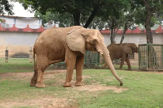 棕色大象动物照