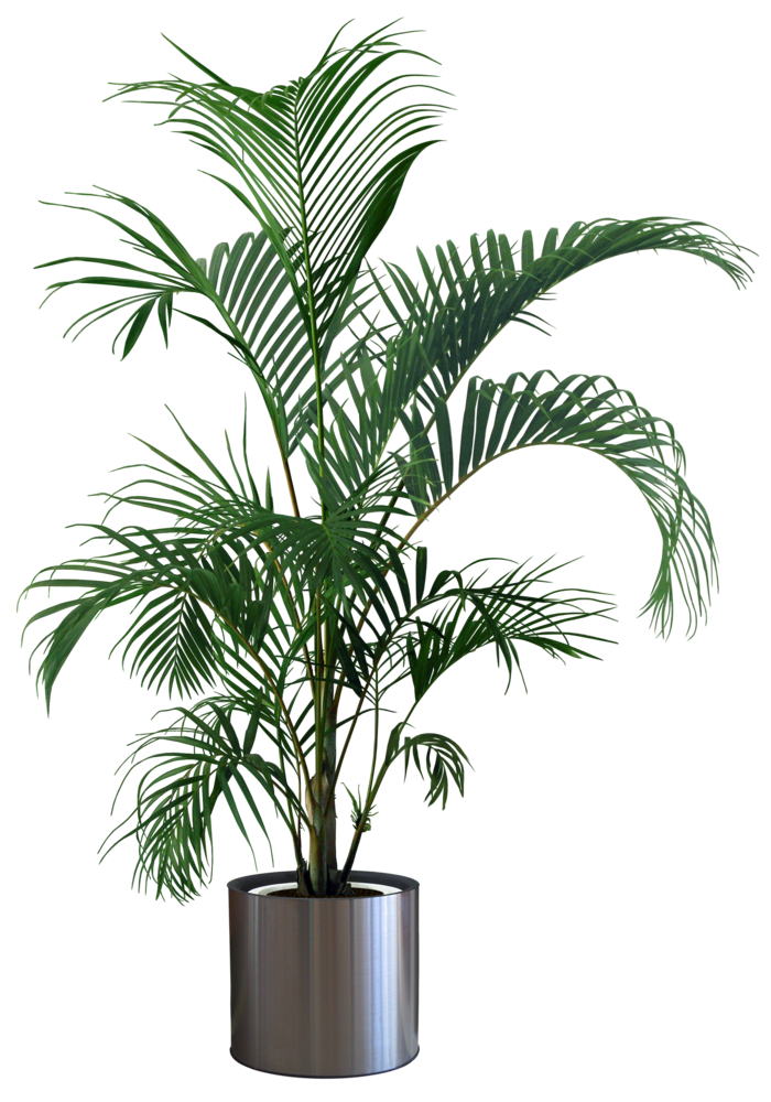 盆栽 植物png 免扣 素材