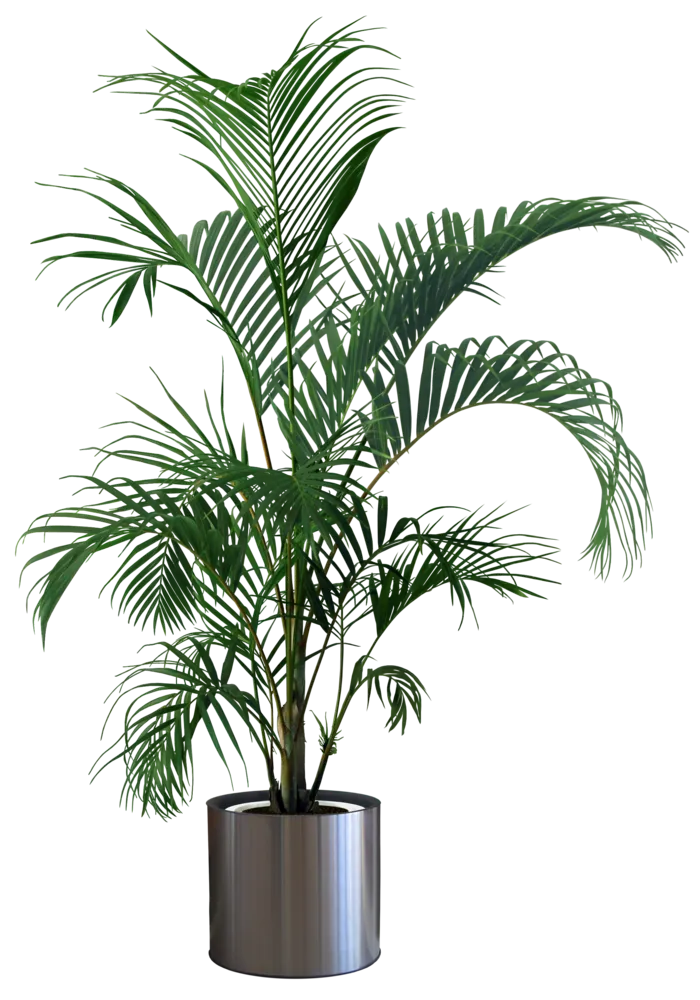 盆栽 植物png 免扣 素材