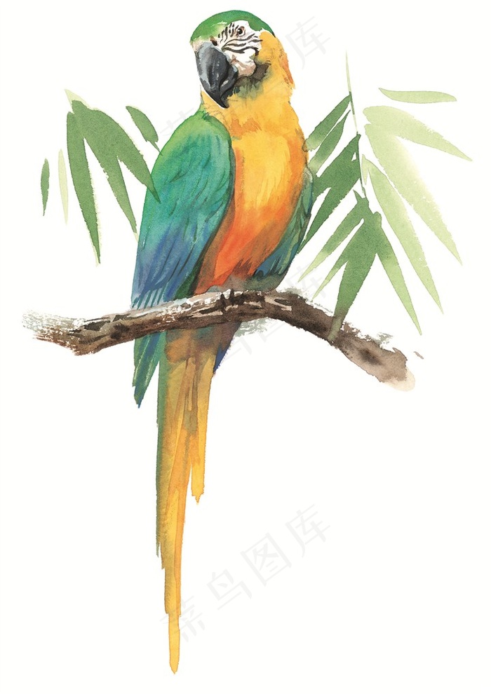 树枝上的漂亮鹦鹉素材手绘插画