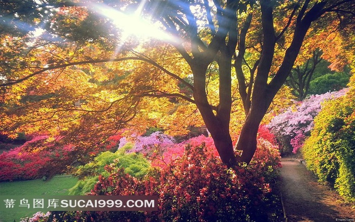 公园的树和花草唯美风景