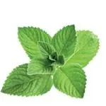 薄荷 PNG免抠(150x150)