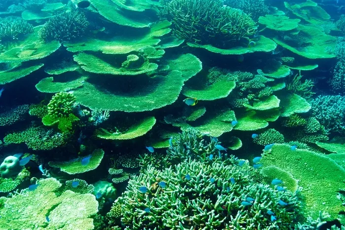 葱绿色的海底景观风光摄影高清图片