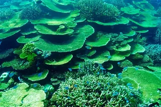 葱绿色的海底景观风光摄影高清图片