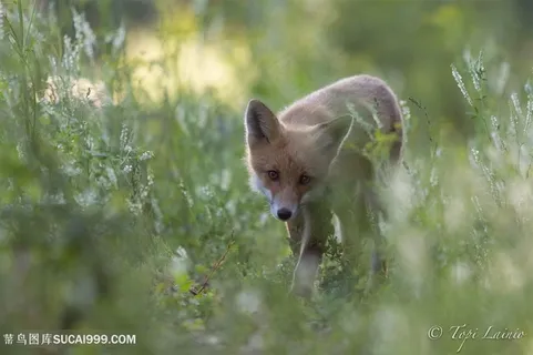 野生动物迷路的小狐狸图片