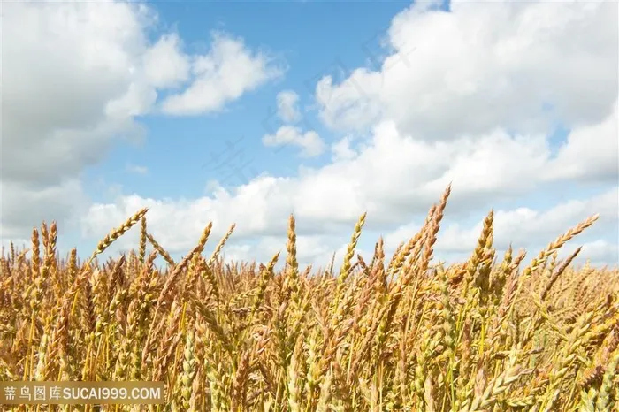 麦穗景色高清图片