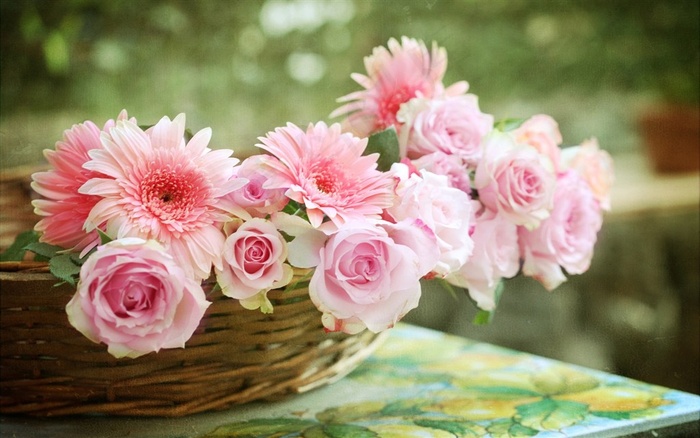 鲜花系列各种颜色的非洲菊花卉高清素材