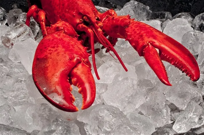 特写高清大龙虾图片