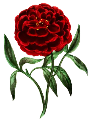 复古手绘植物花卉玫瑰花PNG免扣图案高清图片PS设计素材图