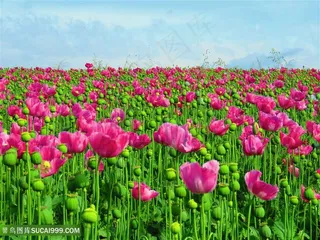 高清唯美粉色虞美人图片