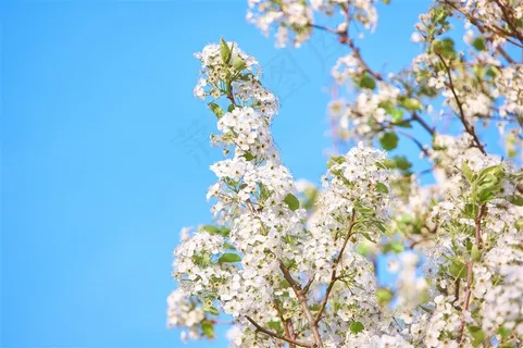 树枝上美丽的樱花图片 树枝上美丽的樱花图片