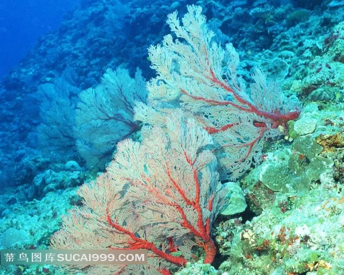 松树形状的海洋生物
