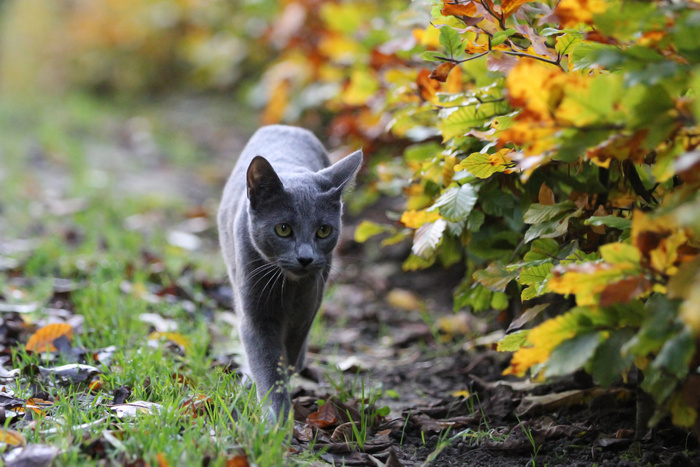 猫流浪猫野猫山猫动物猫仔设计素材小猫