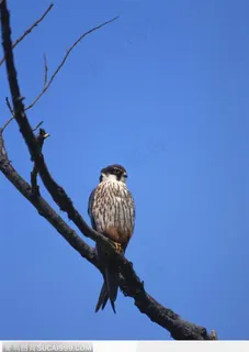 寒冬里的小鸟 寒冬里的小鸟