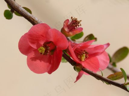 红色梅花枝唯美图片