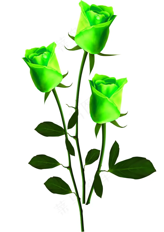 绿色玫瑰花图片