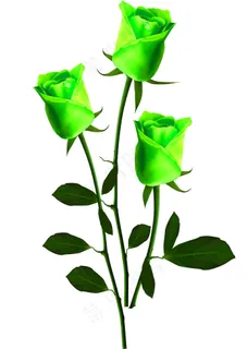 绿色玫瑰花图片 绿色玫瑰花图片