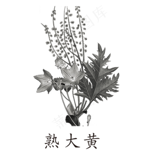 手绘草本中药药材熟大黄