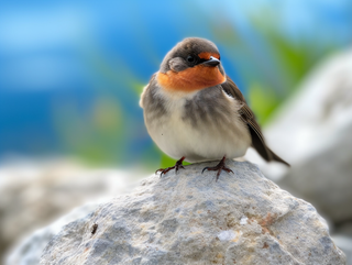 站在石块上的小鸟细节特写摄影图