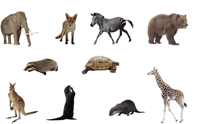 小动物素材野生动物