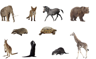 小动物素材野生动物