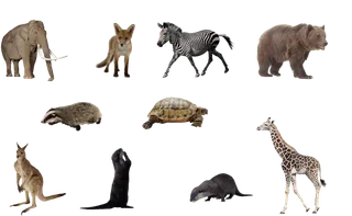 小动物素材野生动物