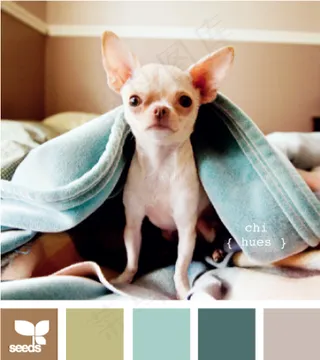 动物配色色卡色彩搭配