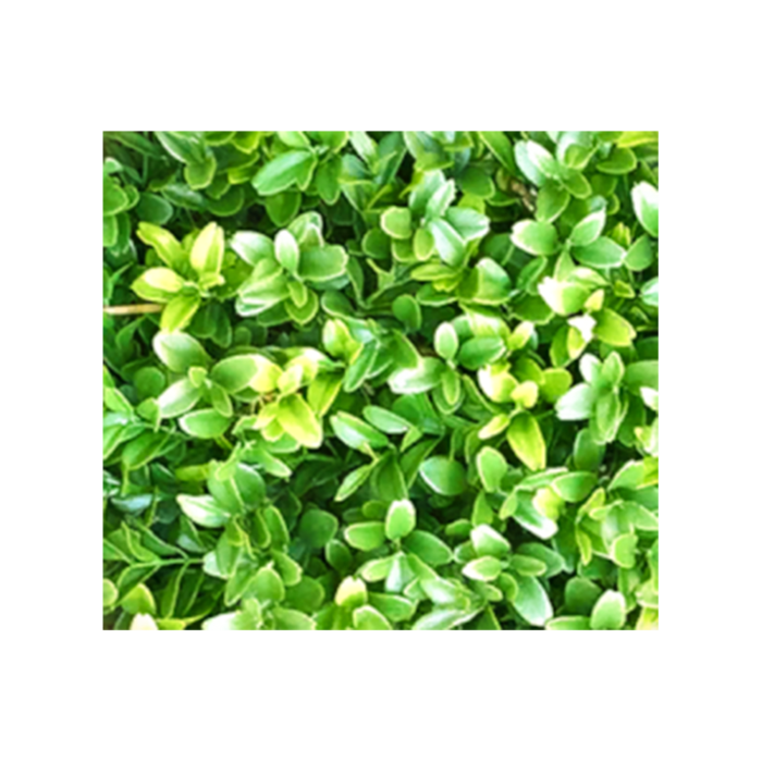 花草树木免扣素材高清