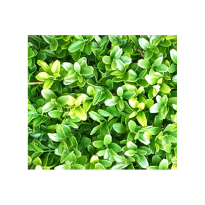 花草树木免扣素材高清