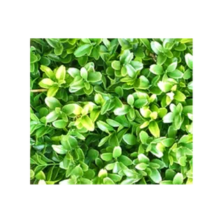 花草树木免扣素材高清