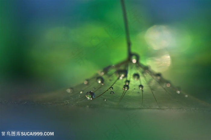 高清唯美水珠蒲公英鲜花图片