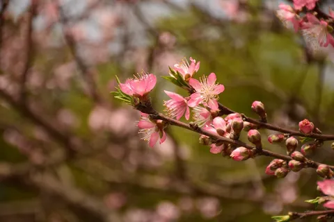 春天桃花盛开图片 春天桃花盛开图片