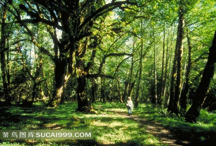 树林透设的斑斓阳光
