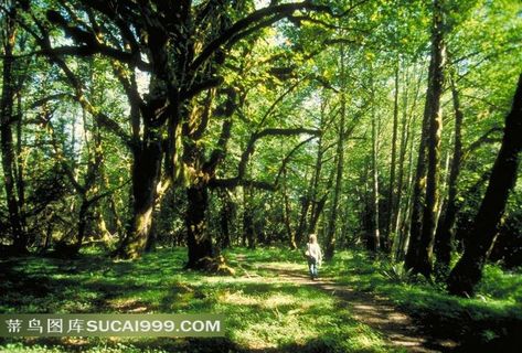 树林透设的斑斓阳光