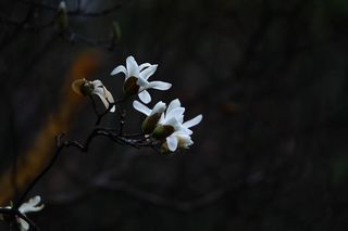 户外白色小花背景