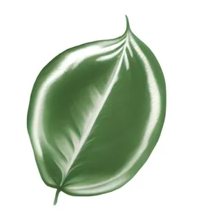 叶子绿叶树叶免抠