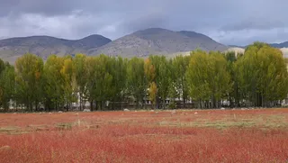 秋天稻城胡杨林红草滩