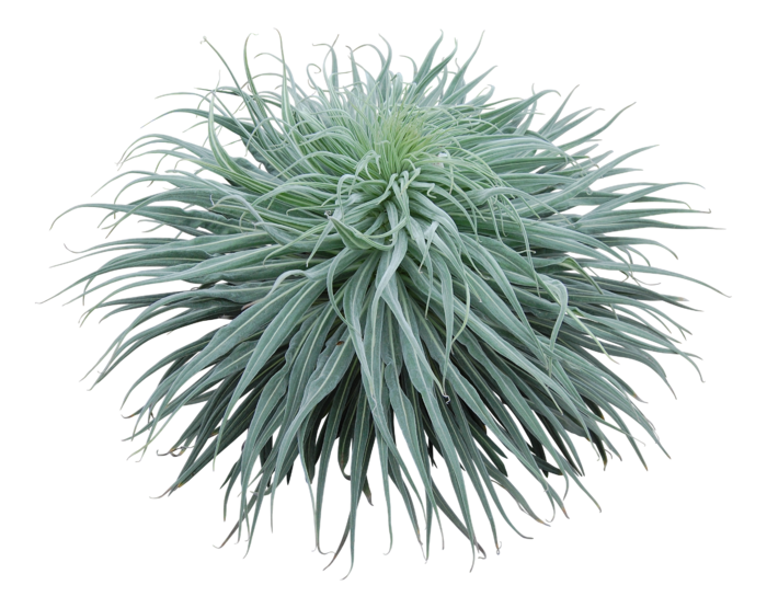 高清树木素材 免抠PSD植物素材 美术绘画园林贴图 树草灌木花草