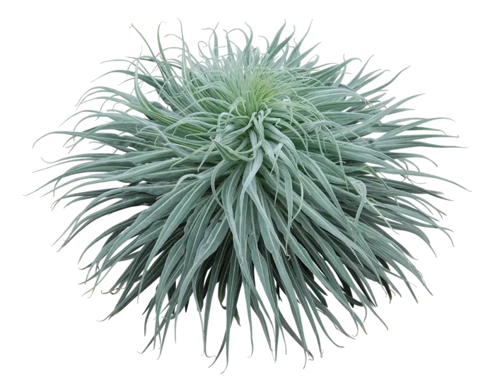 高清树木素材 免抠PSD植物素材 美术绘画园林贴图 树草灌木花草