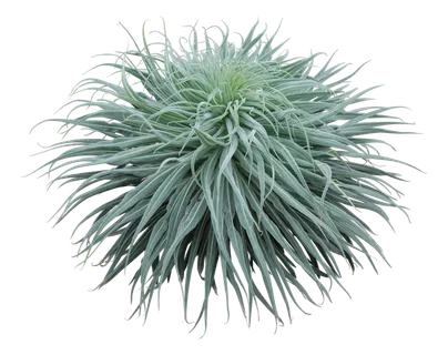 高清树木素材 免抠PSD植物素材 美术绘画园林贴图 树草灌木花草