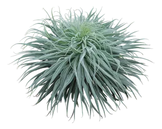 高清树木素材 免抠PSD植物素材 美术绘画园林贴图 树草灌木花草